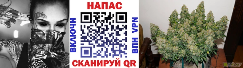 наркотики  Азнакаево  Канабис план 